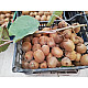 Киви женско - Actinidia chinensis - 1л