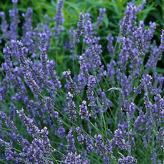 Хибридна лилава лавандула - Lavandula x intermedia Grosso
