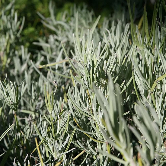 Хибридна лилава лавандула - Lavandula x intermedia Grosso