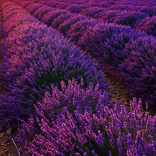 Хибридна лилава лавандула - Lavandula x intermedia Grosso