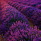 Хибридна лилава лавандула - Lavandula x intermedia Grosso