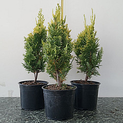 Лавзонов лъжекипарис - chamaecyparis lawsoniana ‘alumigold’ 