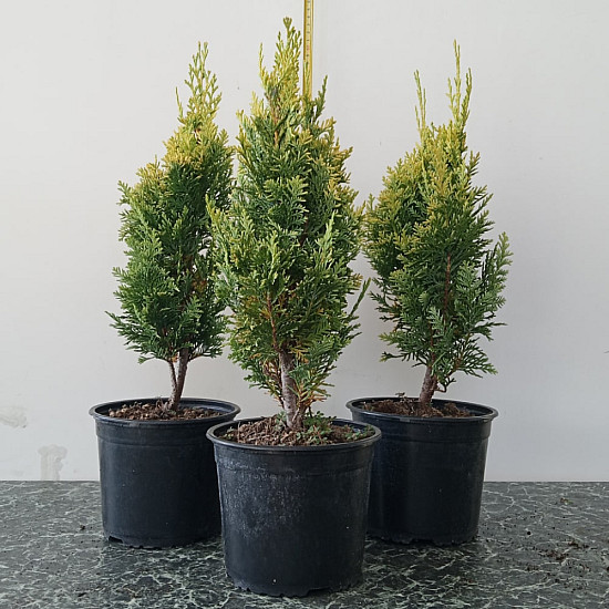 Лавзонов лъжекипарис - chamaecyparis lawsoniana ‘alumigold’