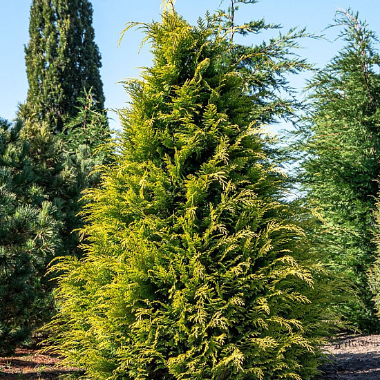 Лавзонов лъжекипарис - chamaecyparis lawsoniana ‘alumigold’