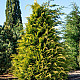 Лавзонов лъжекипарис - chamaecyparis lawsoniana ‘alumigold’