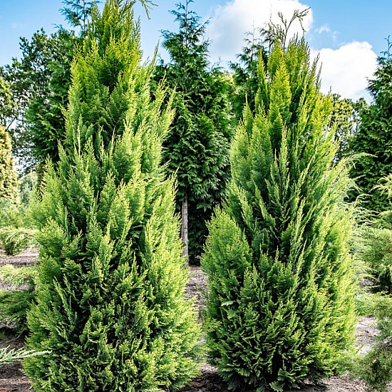 Лавзонов лъжекипарис - chamaecyparis lawsoniana ‘alumigold’