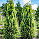 Лавзонов лъжекипарис - chamaecyparis lawsoniana ‘alumigold’