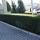 Овалолистно птиче грозде - Ligustrum ovalifolium