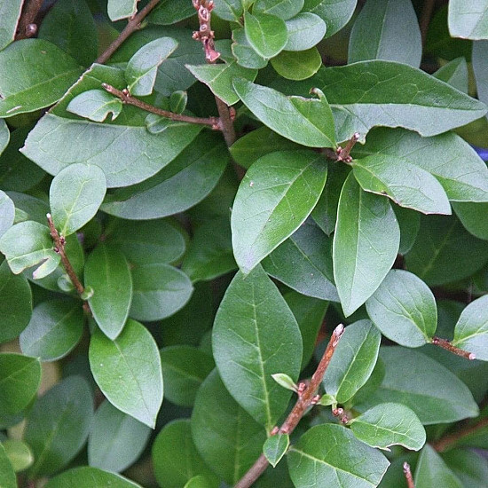 Овалолистно птиче грозде - Ligustrum ovalifolium