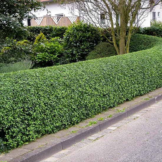 Овалолистно птиче грозде - Ligustrum ovalifolium