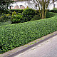 Овалолистно птиче грозде - Ligustrum ovalifolium