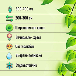 Овалолистно птиче грозде - Ligustrum ovalifolium