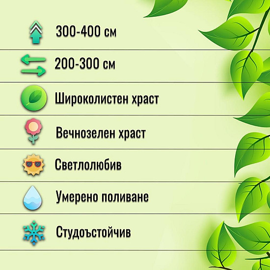 Овалолистно птиче грозде - Ligustrum ovalifolium