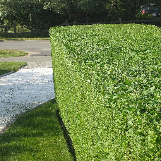 Овалолистно птиче грозде - Ligustrum ovalifolium
