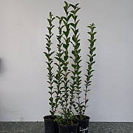 Овалолистно птиче грозде - Ligustrum ovalifolium