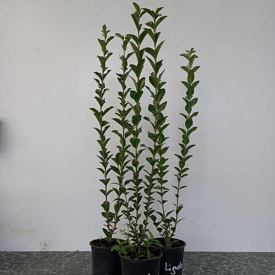 Овалолистно птиче грозде - Ligustrum ovalifolium