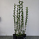 Овалолистно птиче грозде - Ligustrum ovalifolium