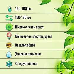 Блестящ лъскав нокът - Lonicera nitida 'maigrun'
