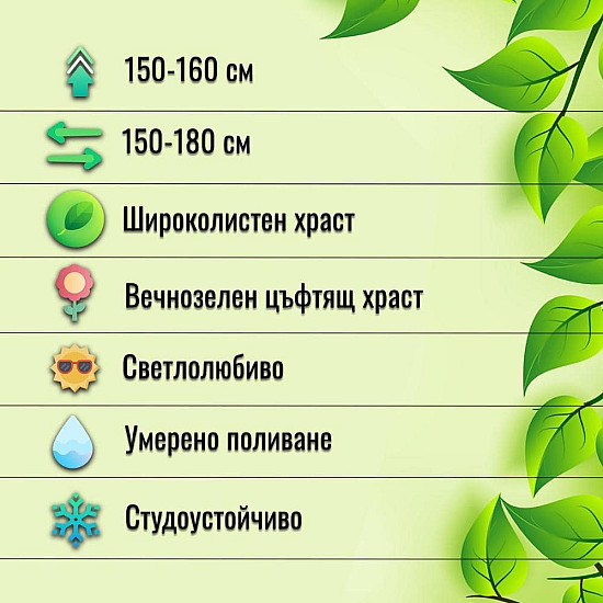Блестящ лъскав нокът - Lonicera nitida maigrun