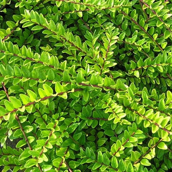 Блестящ лъскав нокът - Lonicera nitida maigrun
