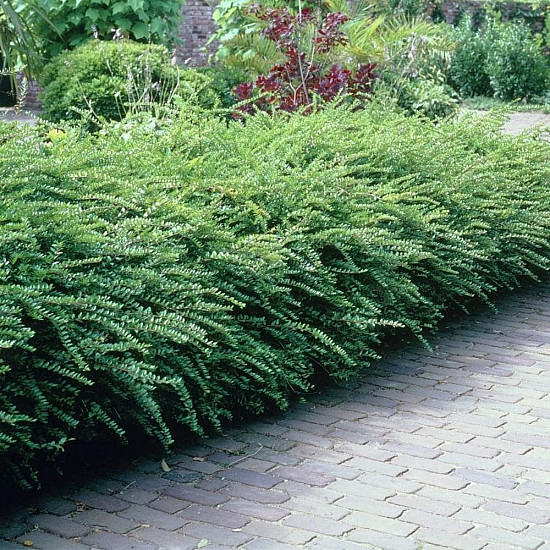 Блестящ лъскав нокът - Lonicera nitida maigrun