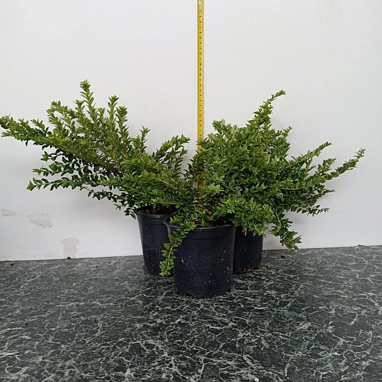 Блестящ лъскав нокът - Lonicera nitida maigrun