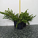 Блестящ лъскав нокът - Lonicera nitida maigrun
