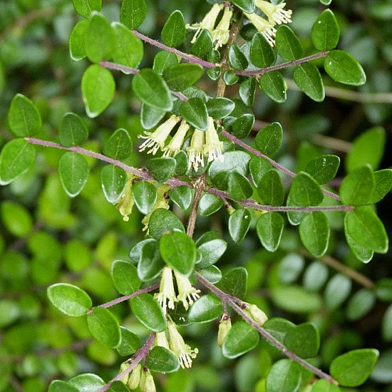 Лъскав нокът - Lonicera nitida