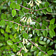 Лъскав нокът - Lonicera nitida