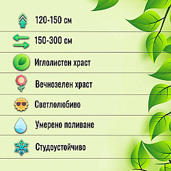 Миризлива хвойна - Juniperus Sabina 