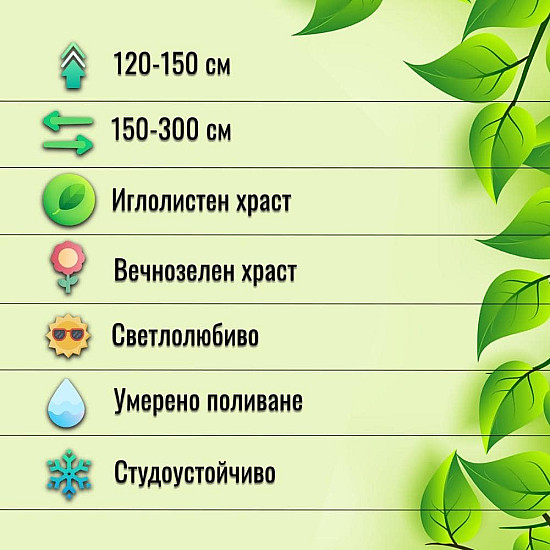 Миризлива хвойна - Juniperus Sabina