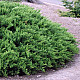 Миризлива хвойна - Juniperus Sabina