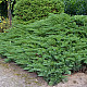 Миризлива хвойна - Juniperus Sabina