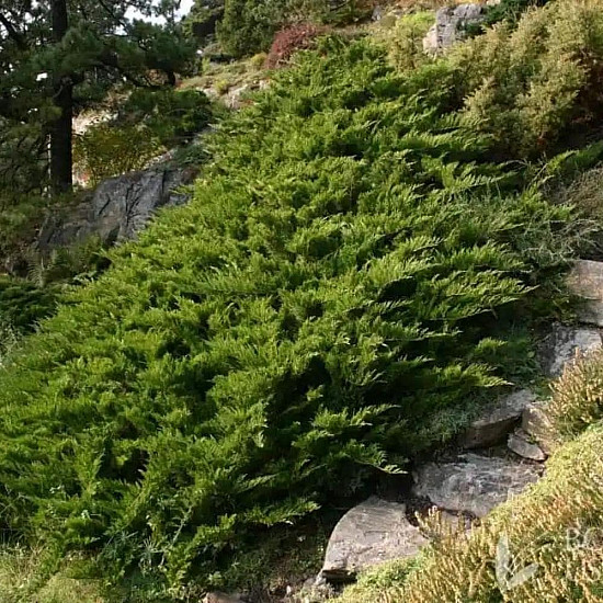 Миризлива хвойна - Juniperus Sabina