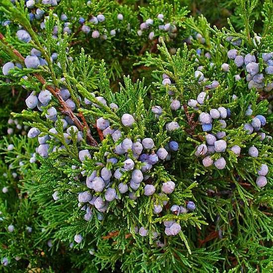 Миризлива хвойна - Juniperus Sabina