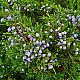 Миризлива хвойна - Juniperus Sabina