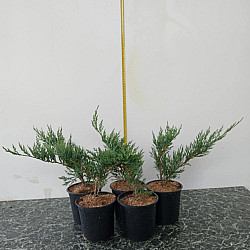 Миризлива хвойна - Juniperus Sabina 