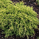 Златиста хвойна - Juniperus x pfitzeriana old gold