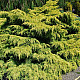 Златиста хвойна - Juniperus x pfitzeriana old gold