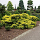 Златиста хвойна - Juniperus x pfitzeriana old gold