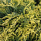 Златиста хвойна - Juniperus x pfitzeriana old gold