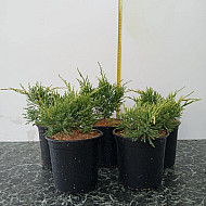 Златиста хвойна - Juniperus x pfitzeriana 'old gold'