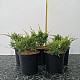 Златиста хвойна - Juniperus x pfitzeriana old gold