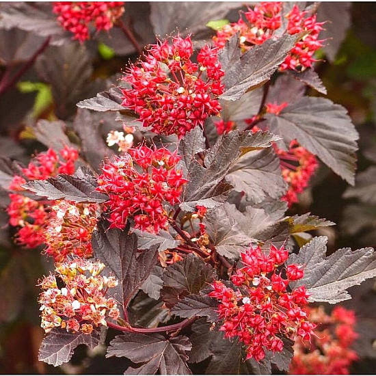 Червен калинолистен физокарпус - Physocarpus opulifolius Purpurea