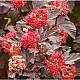 Червен калинолистен физокарпус - Physocarpus opulifolius Purpurea