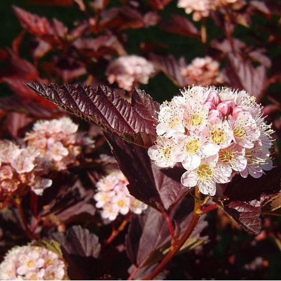 Червен калинолистен физокарпус - Physocarpus opulifolius Purpurea