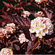 Червен калинолистен физокарпус - Physocarpus opulifolius Purpurea