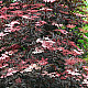 Червен калинолистен физокарпус - Physocarpus opulifolius Purpurea