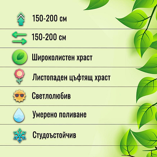 Червен калинолистен физокарпус - Physocarpus opulifolius Purpurea