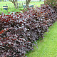 Червен калинолистен физокарпус - Physocarpus opulifolius Purpurea
